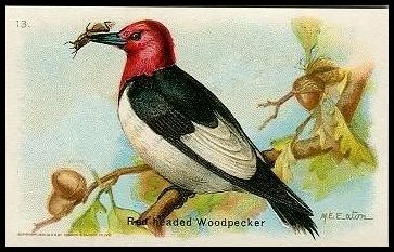 13 Red-headed Woodpecker